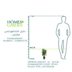 CHAMAEROPS HUMILIS - COMPACTA نخيل شاميروبس مكبس