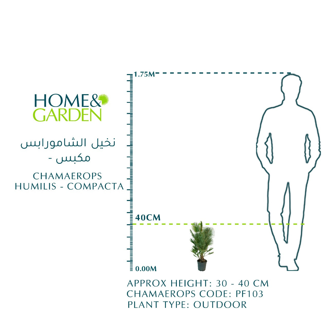 CHAMAEROPS HUMILIS - COMPACTA نخيل شاميروبس مكبس