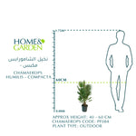 CHAMAEROPS HUMILIS - COMPACTA نخيل شاميروبس مكبس