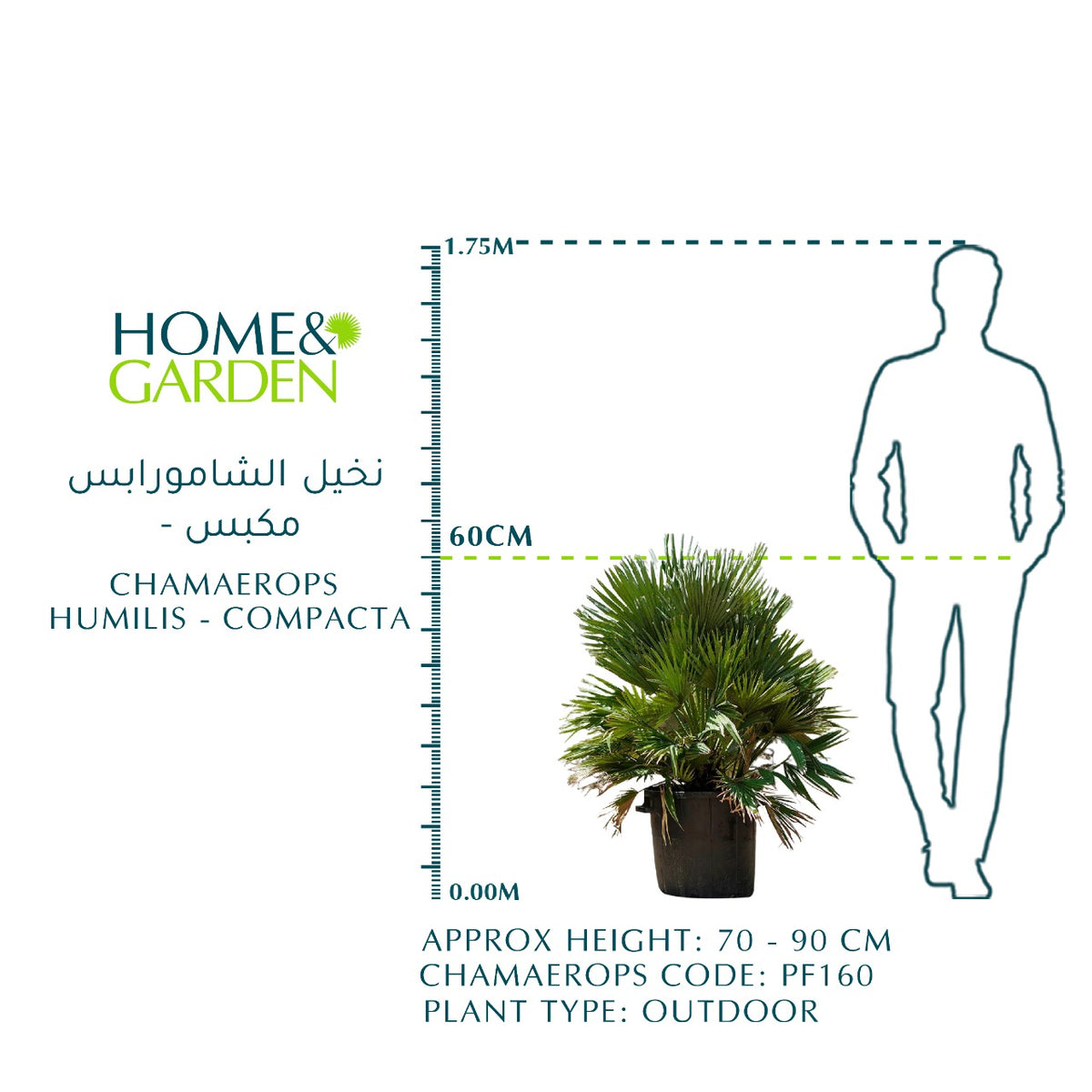 CHAMAEROPS HUMILIS - COMPACTA نخيل شاميروبس مكبس