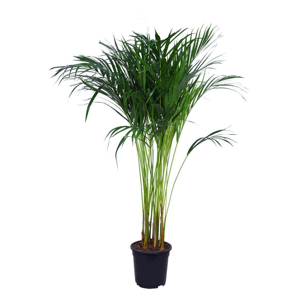 CHRYSALIDOCARPUS LUTESCENS (ARECA PALM) أريكا