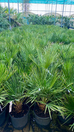 CHAMAEROPS HUMILIS 110 V.22 شاميروبس متعدد الجذوع