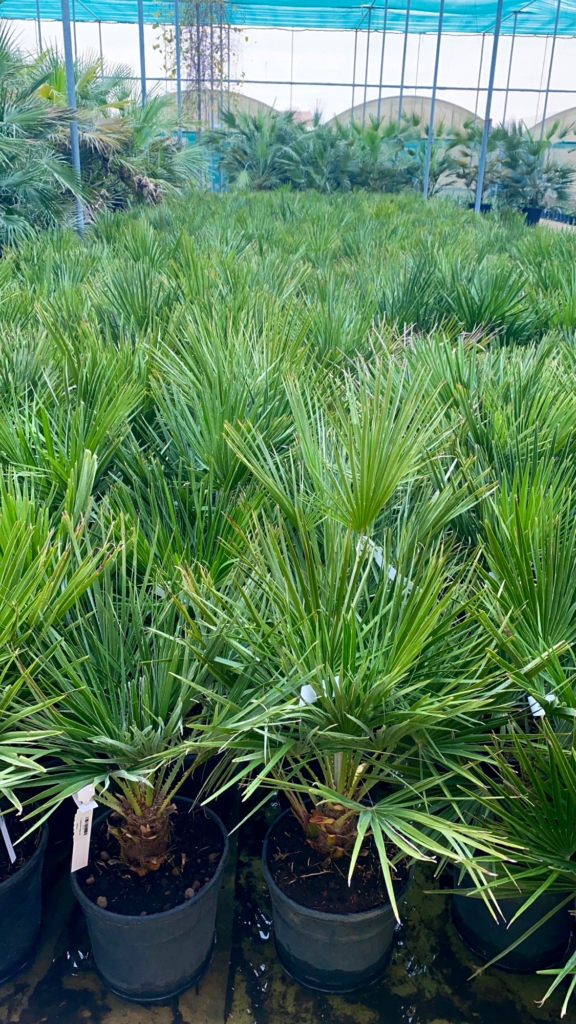 CHAMAEROPS HUMILIS 110 V.22 شاميروبس متعدد الجذوع