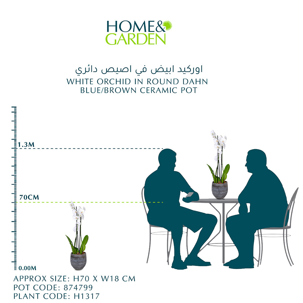 WHITE ORCHID IN ROUND DAHN BLUE-BROWN CERAMIC POT - أوركيد أبيض في حوض سيراميك دائري