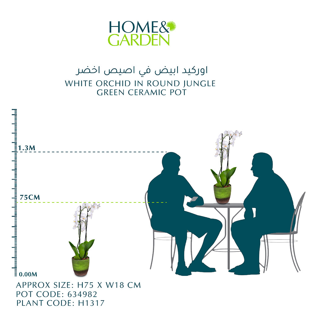 WHITE ORCHID IN ROUND JUNGLE GREEN CERAMIC POT - أوركيد أبيض في حوض سيراميك دائري بلون الأخضر