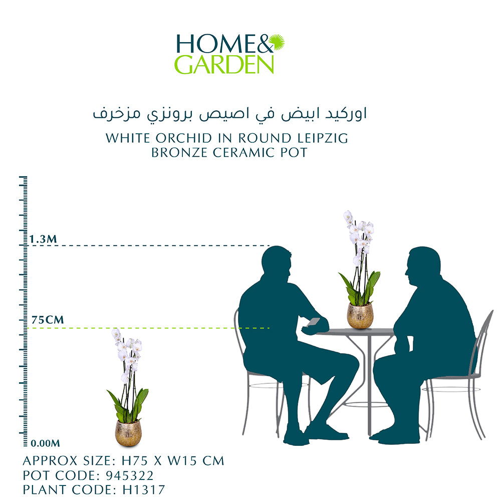 WHITE ORCHID IN ROUND LEIPZIG BRONZE CERAMIC POT - أوركيد أبيض في حوض سيراميك دائري بلون البرونز
