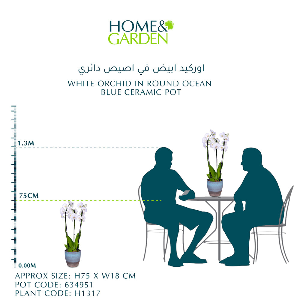 WHITE ORCHID IN ROUND OCEAN BLUE CERAMIC POT - أوركيد أبيض في حوض سيراميك دائري بلون الأزرق
